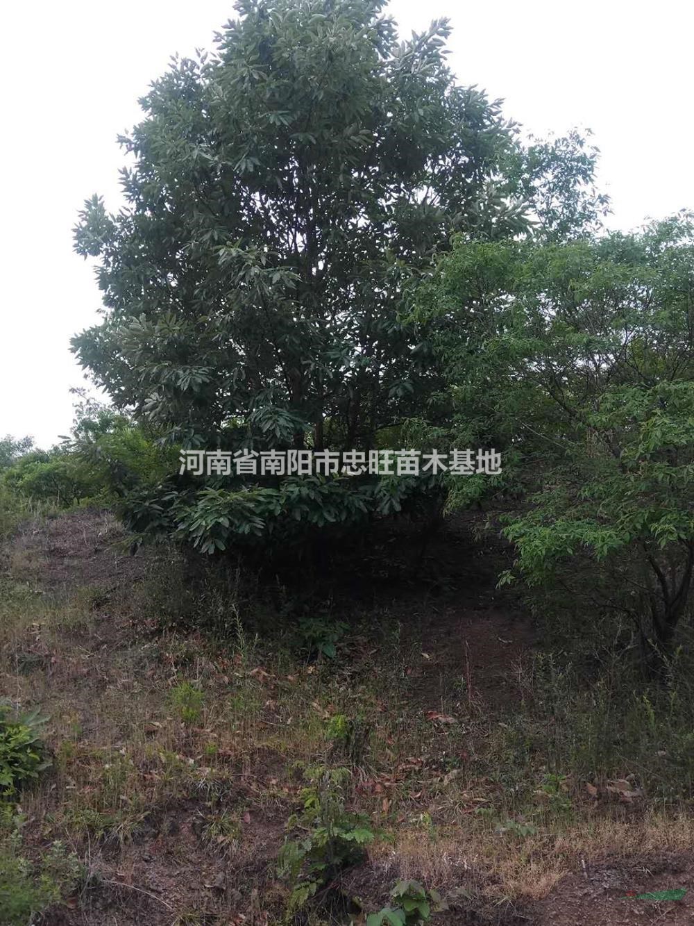 河南叢生蒙古櫟批發(fā)/供應(yīng)