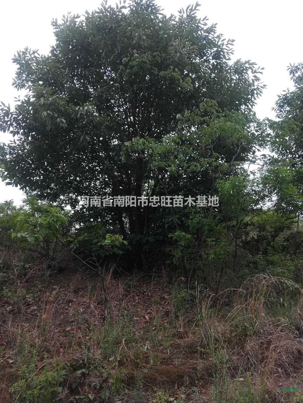 河南叢生蒙古櫟批發(fā)/供應(yīng)