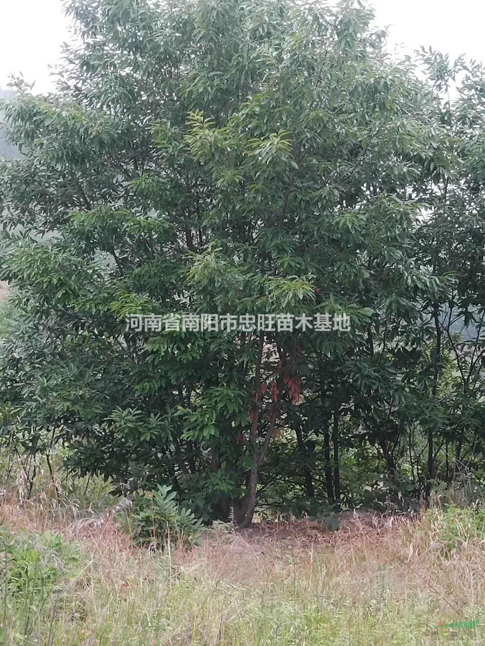 河南南陽叢生蒙古櫟價格/報價