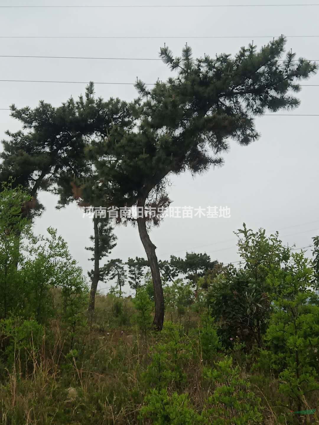 河南南陽黑松哪里好/哪家便宜
