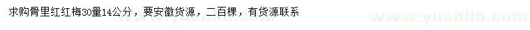 求購14公分紅梅