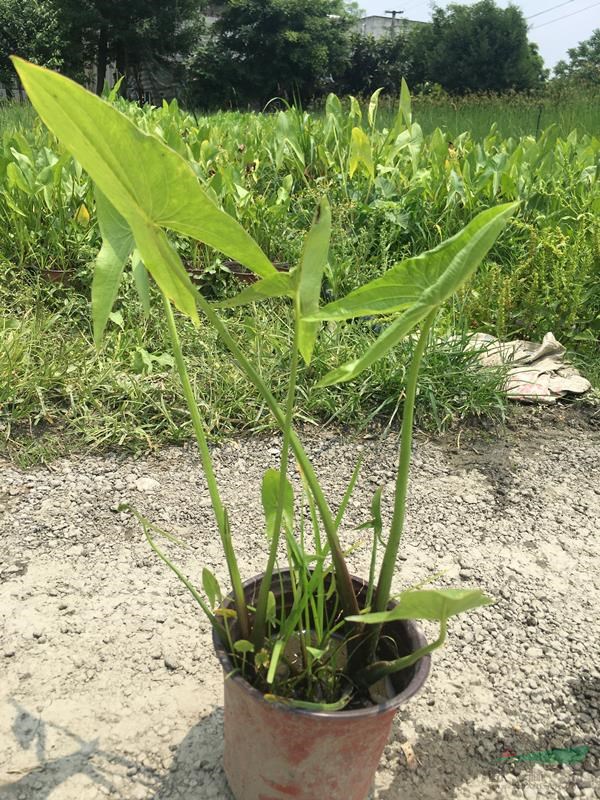 慈姑基地，水生植物慈姑，慈姑杯苗地苗價格