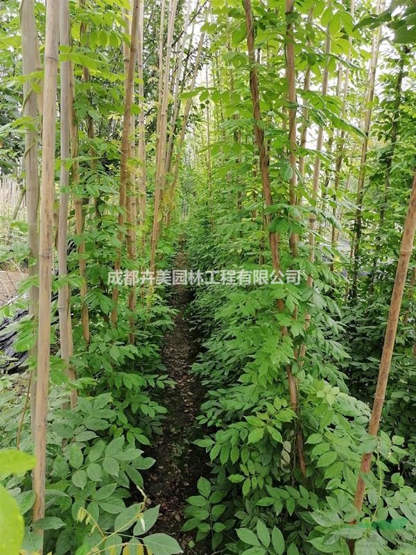 精品紫藤，2米到3米精品紫藤，紫藤價(jià)格多少錢