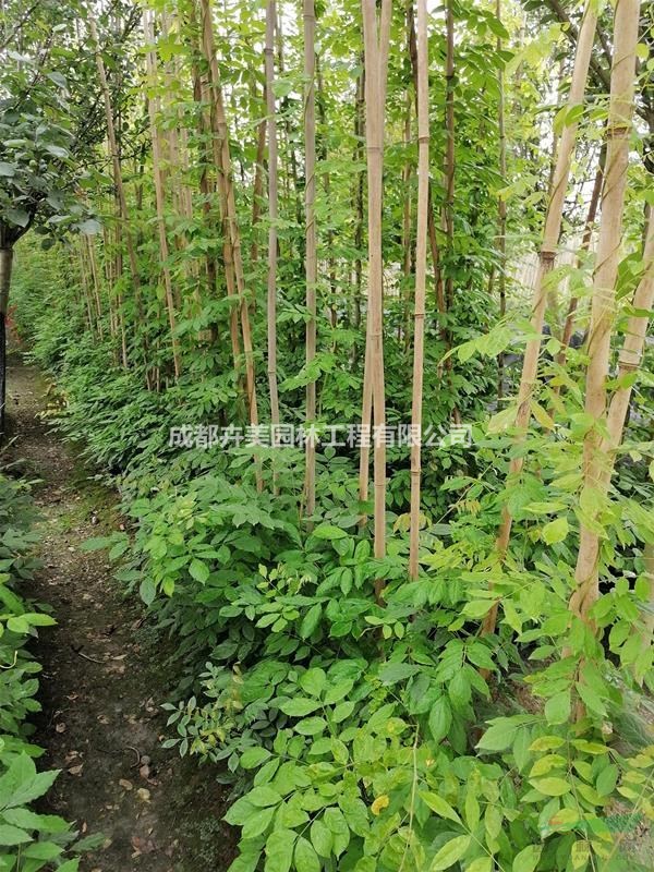 精品紫藤，2米到3米精品紫藤，紫藤價(jià)格多少錢