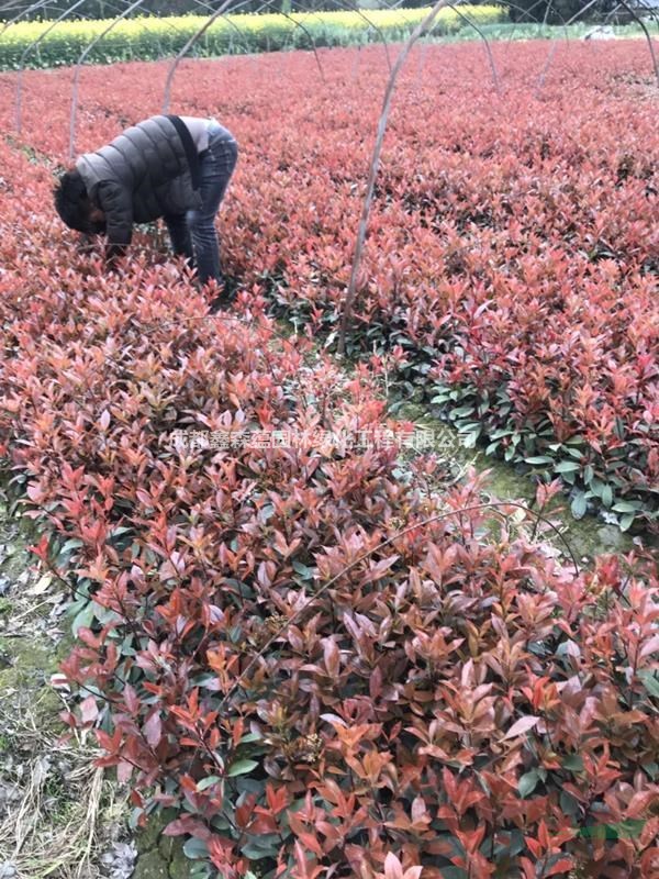 紅葉石楠小杯 紅葉石楠幼苗 紅葉石楠批發(fā)基地