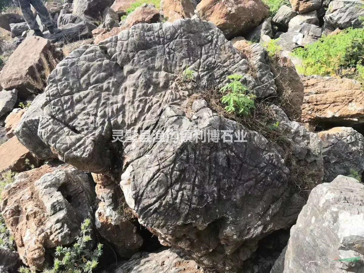 黑千層園林景觀應(yīng)用/安徽黑千層圖片/形態(tài)/特征