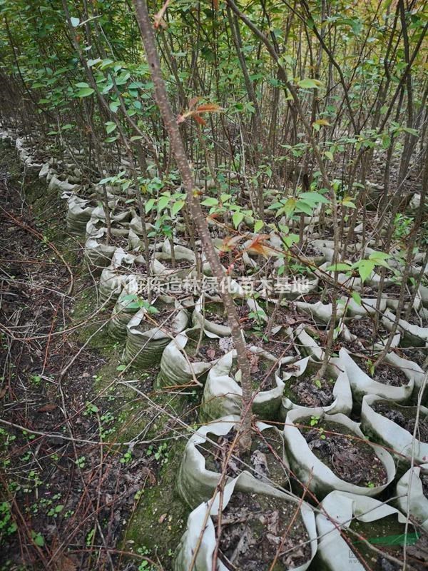 福建山櫻花又名日本櫻花、京東櫻花等杯苗和移植苗