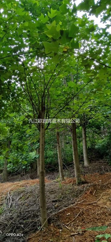 江西九江馬褂木繁殖方法/馬褂木價(jià)格優(yōu)惠
