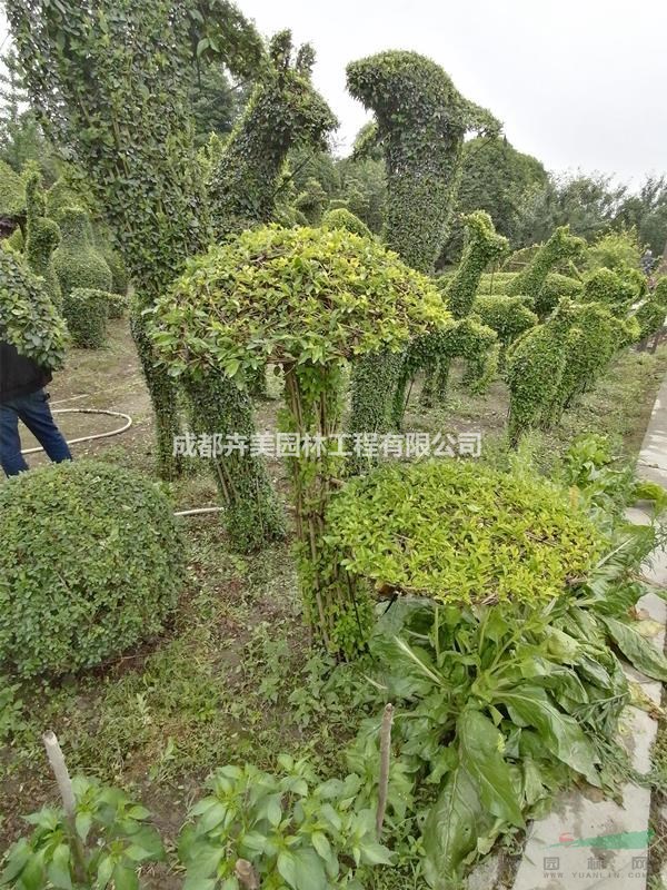 造型基地，出售金葉女貞造型，金葉女貞蘑菇造型