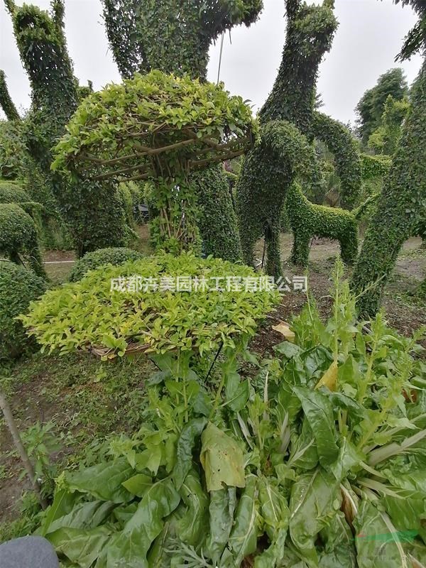 造型基地，出售金葉女貞造型，金葉女貞蘑菇造型