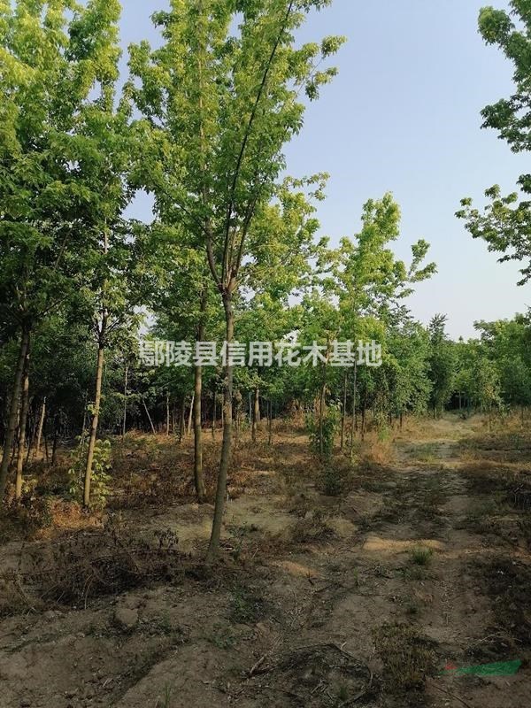鄢陵青葉，金葉復(fù)葉槭3公分一12公