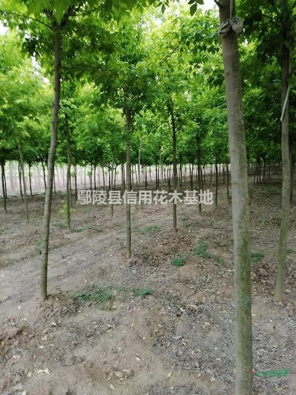 鄢陵青葉，金葉復(fù)葉槭3公分一12公