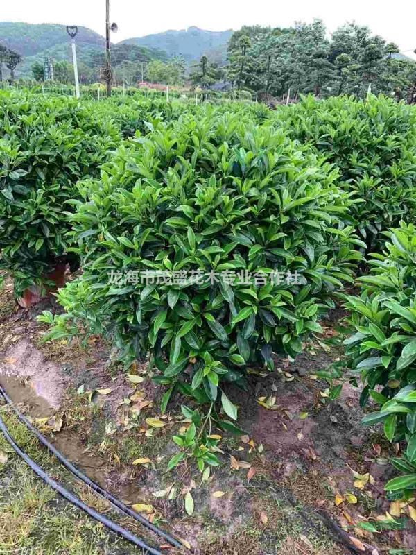 精品非洲茉莉球大小規(guī)格齊全