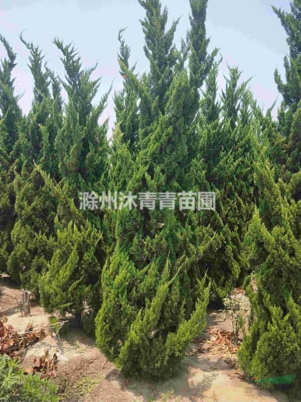 多頭龍柏