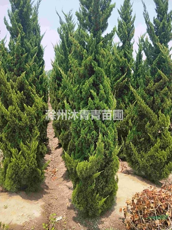 高桿龍柏
