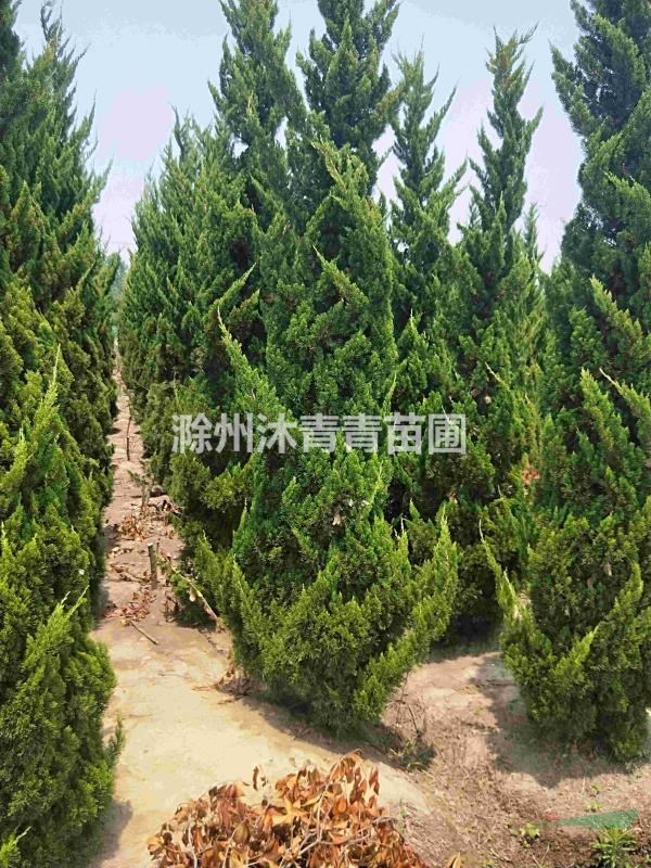 高桿龍柏