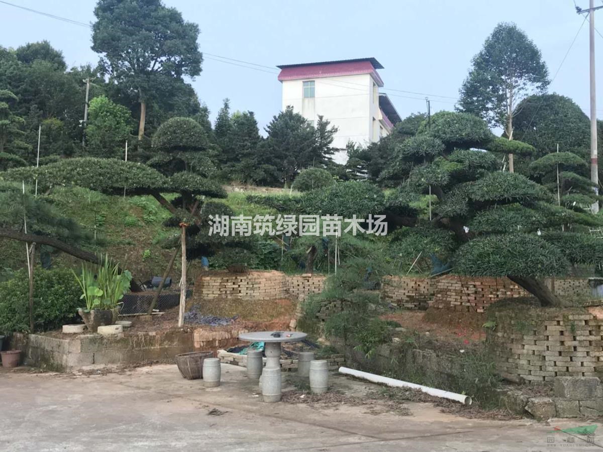 供应飘枝造型罗汉松，异型罗汉松造型树，新型罗汉松