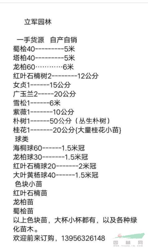 欒樹報(bào)價(jià)，最新報(bào)價(jià)，精品欒樹，安徽欒樹，滁州市欒樹，立軍園林