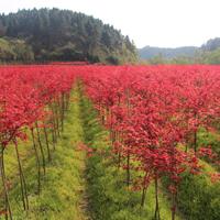 日本紅楓出猩猩  優(yōu)質(zhì) 有價值的日楓品種	