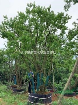丛生乌桕单杆乌桕移栽控根乌桕