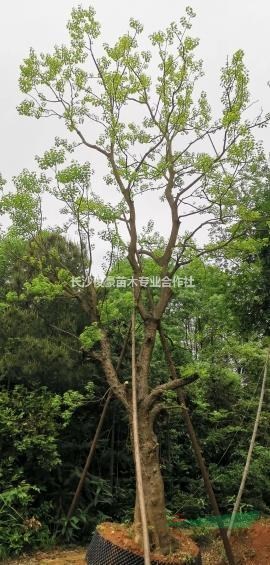 丛生乌桕单杆乌桕移栽控根乌桕