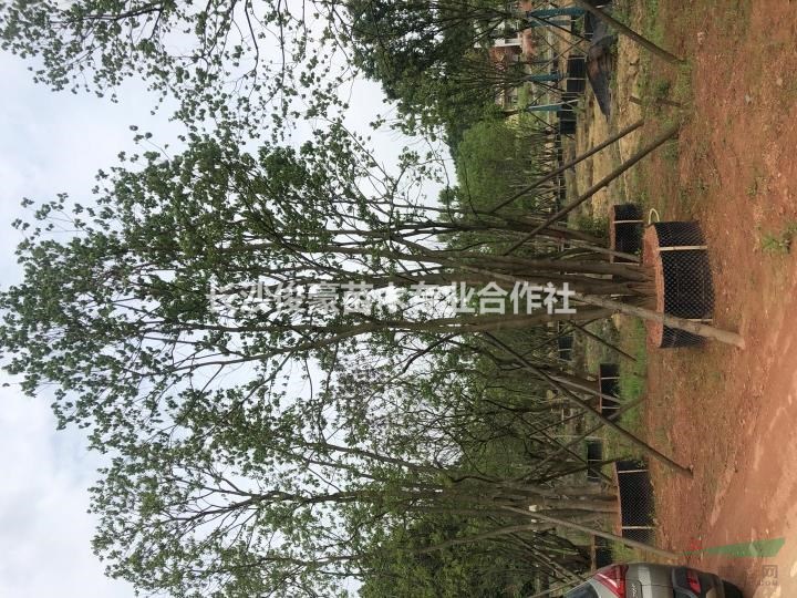 丛生乌桕单杆乌桕移栽控根乌桕