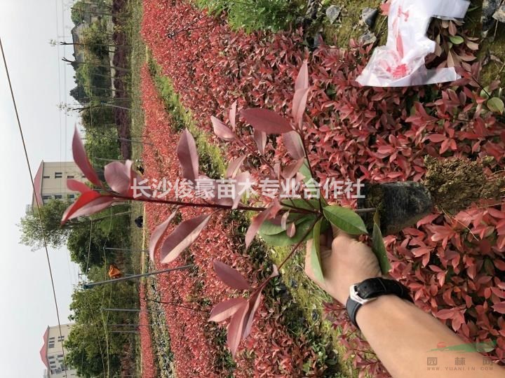 红叶石楠小杯苗金森女贞小杯苗自家货源量大价优