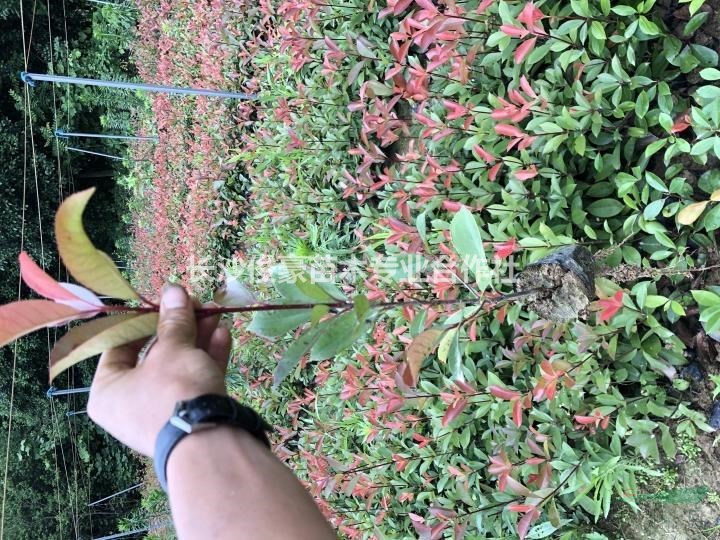 红叶石楠小杯苗金森女贞小杯苗自家货源量大价优