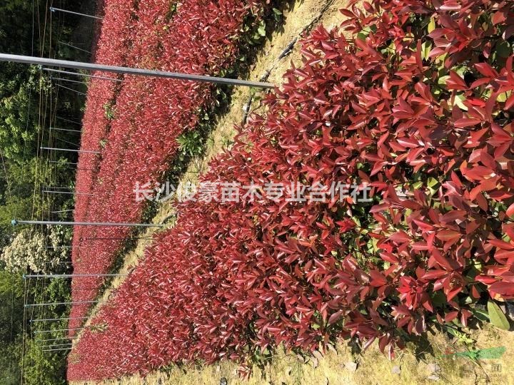 红叶石楠小杯苗金森女贞小杯苗自家货源量大价优