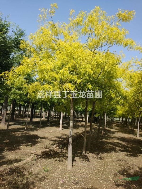 風(fēng)景樹金葉槐 采購輕松無憂