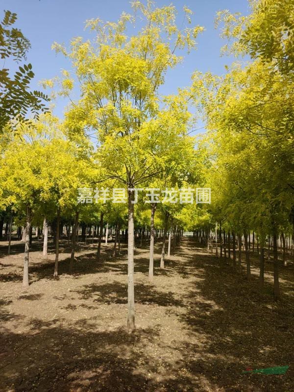 風(fēng)景樹金葉槐 采購輕松無憂