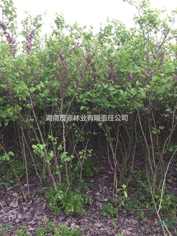 特價處理紫荊一批