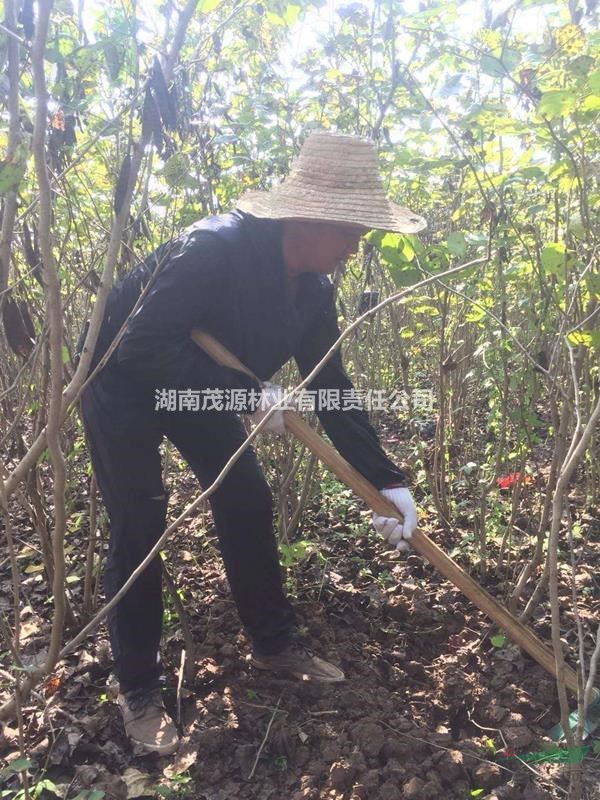 特價處理紫荊一批