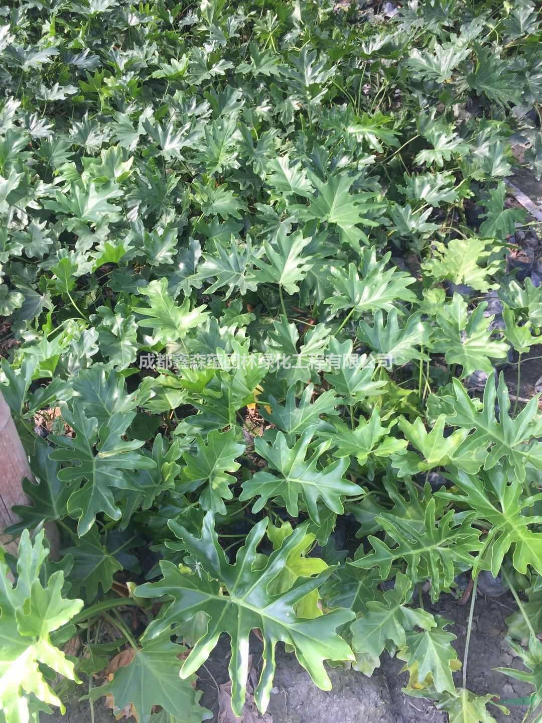 春羽工程苗 春羽批發(fā)價格 種植春羽地苗