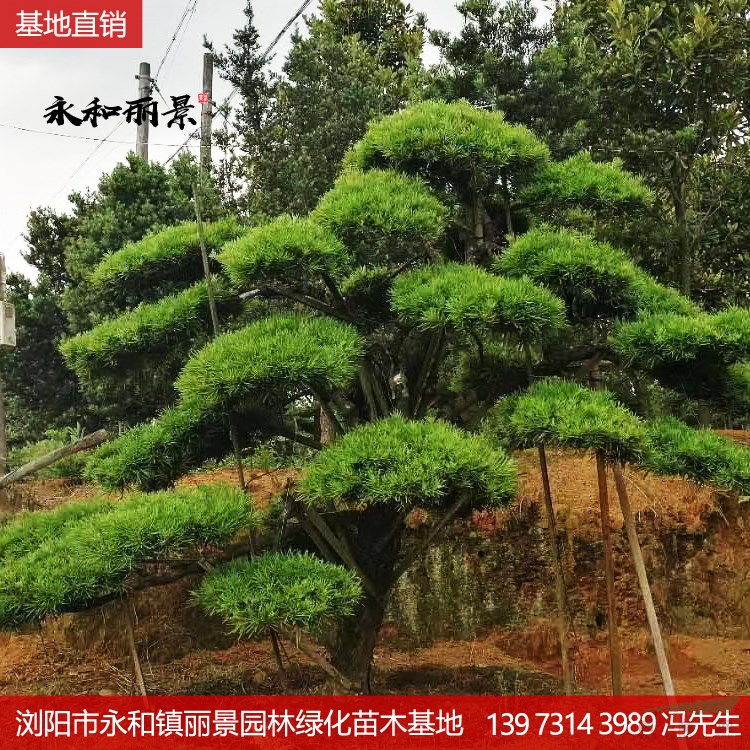 一手造型羅漢松15-30-40公分-景觀綠化苗木基地