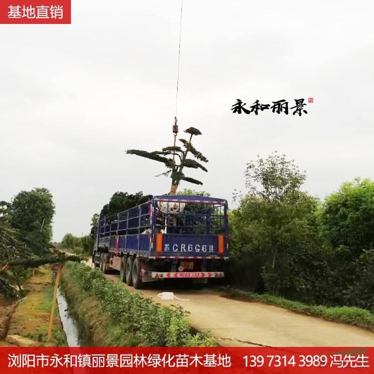 羅漢松