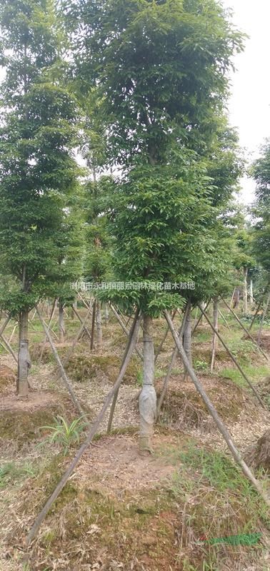 金絲楠 楠樹 瀏陽永和麗景苗木基地 一手貨源基地直銷