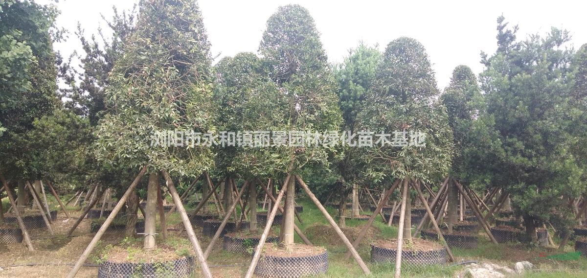 竹柏  一手貨源