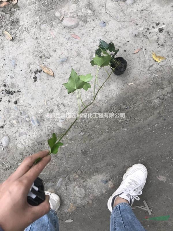 一米爬山虎價(jià)格 批發(fā)爬山虎小苗 爬山虎種植基地