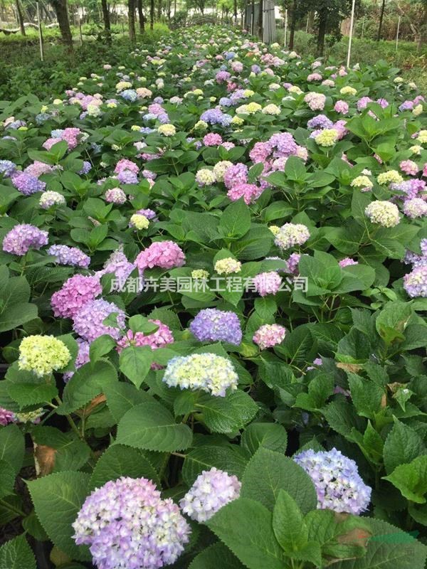 繡球花杯苗、地苗、株高30-40公分繡球花、哪里有貨