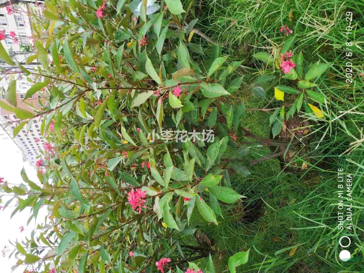 琴葉珊瑚