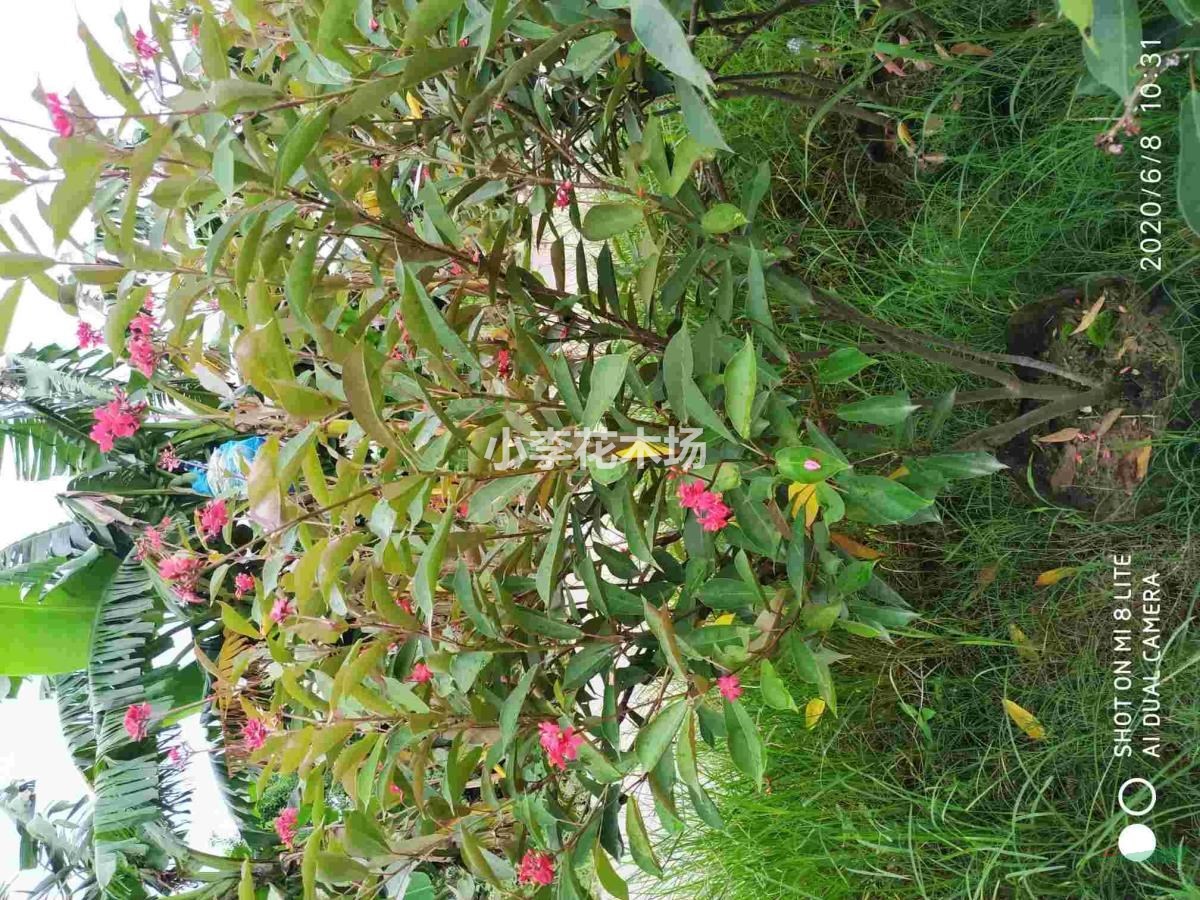 琴葉珊瑚