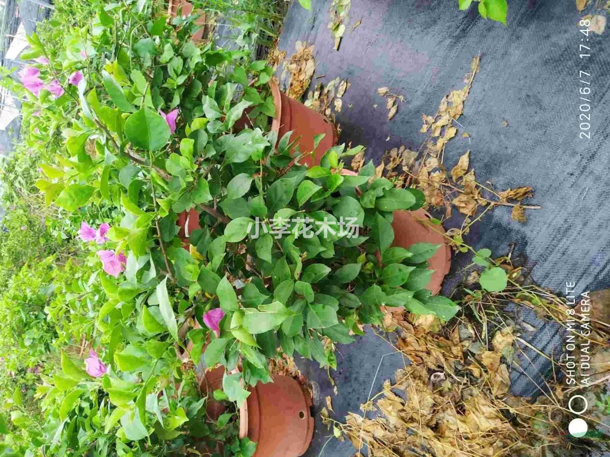 三角梅紫色