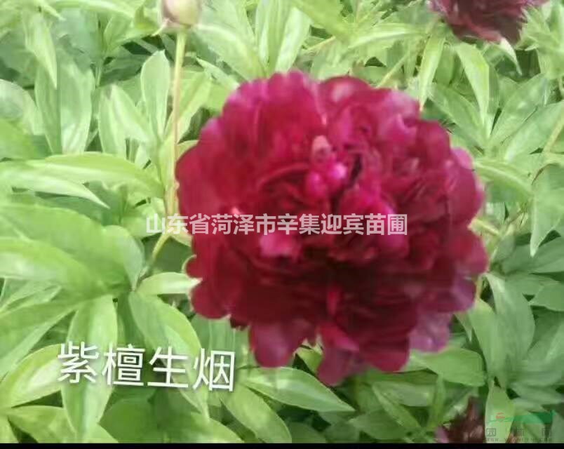 菏泽市友福绿化有限责任公司:观赏牡丹。芍药