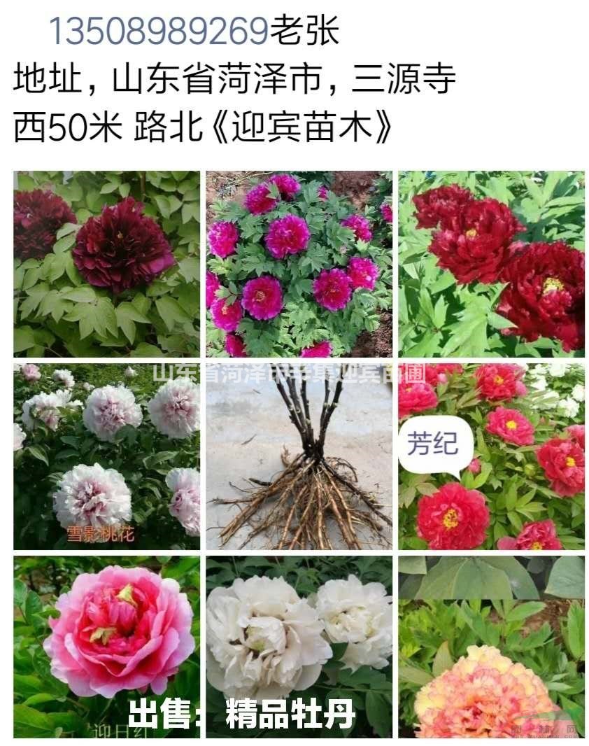 菏泽市友福绿化有限责任公司:观赏牡丹。芍药