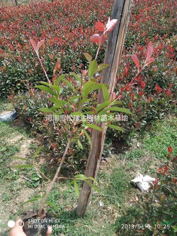 红叶石楠杯苗