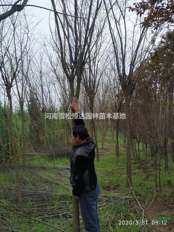 河南國槐