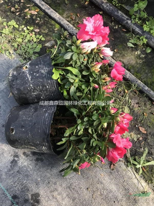 成都比利時(shí)杜鵑基地 花期長(zhǎng)的西洋鵑 比利時(shí)杜鵑價(jià)格
