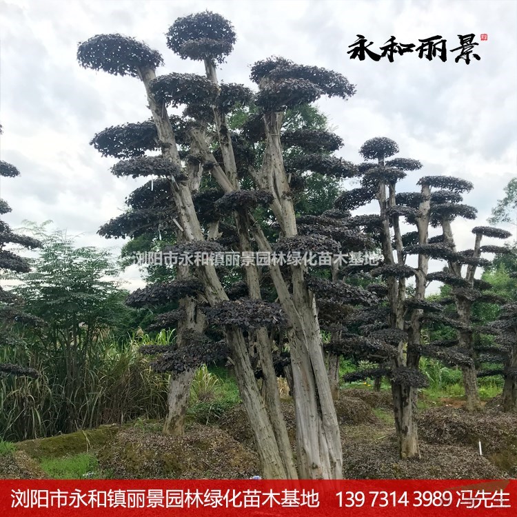 紅花繼木之鄉(xiāng) 紅繼木發(fā)源地  瀏陽(yáng)永和鎮(zhèn)麗景苗木基地