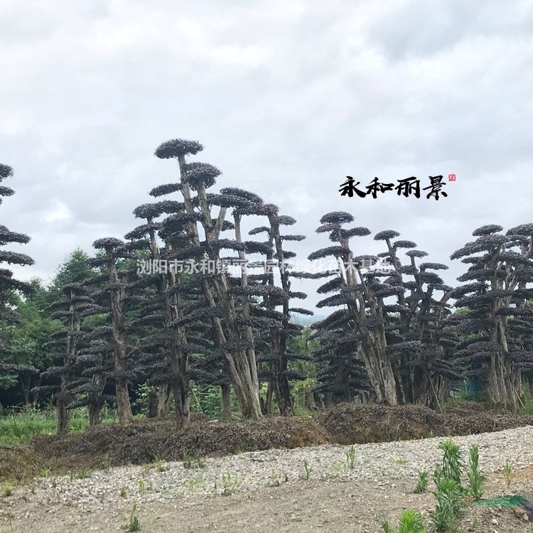 紅繼木發(fā)源地 永和鎮(zhèn)麗景苗木基地